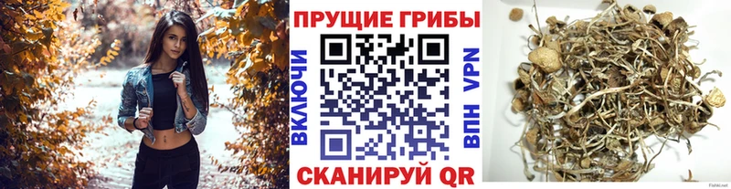 Галлюциногенные грибы мухоморы  нарко площадка Telegram  Шилка 